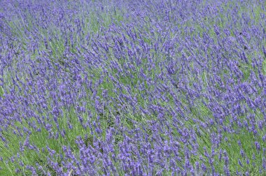 Güzel yaz çiçekleri, gündüz yakın çekim manzarası. 