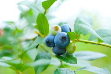 Doğada yabanmersini yakın - makro görünüm