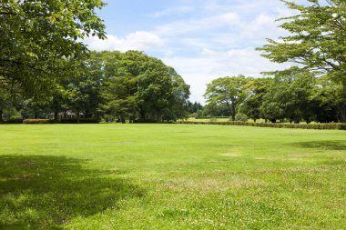 Farklı ağaç türlerine sahip kentsel yeşil park