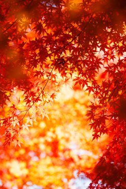 Ormanda güzel sonbahar yaprakları       