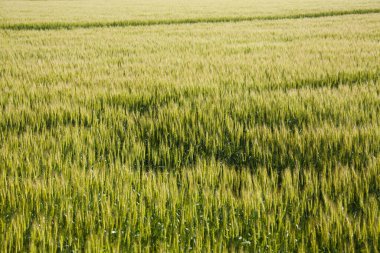 Kırsalda yeşil buğday tarlası. Japonya