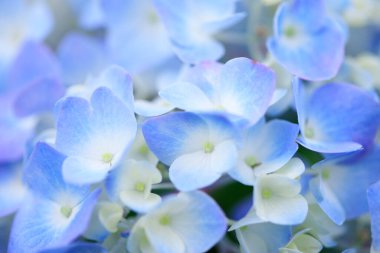 Güzel yaz çiçekleri, gündüz yakın çekim manzarası. 