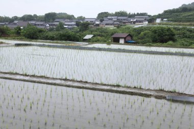 Köydeki pirinç tarlası.