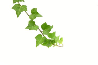 Yeşil yapraklı doğa arkaplanı. Yaz bitkisi dallarının kapatılması 