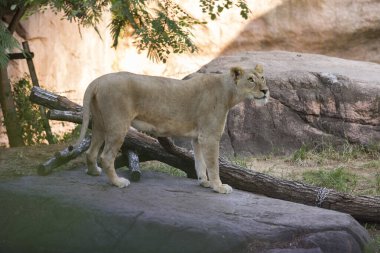 Hayvanat bahçesindeki kayanın üstünde büyük bir aslan.