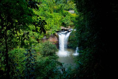 Dağ ormanında şelale