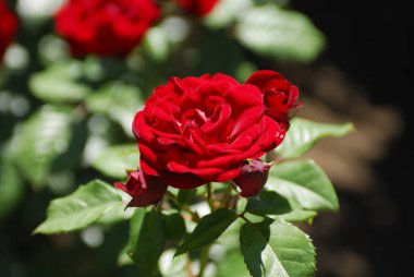 Güzel çiçekler, yakın görüş, doğa konsepti.