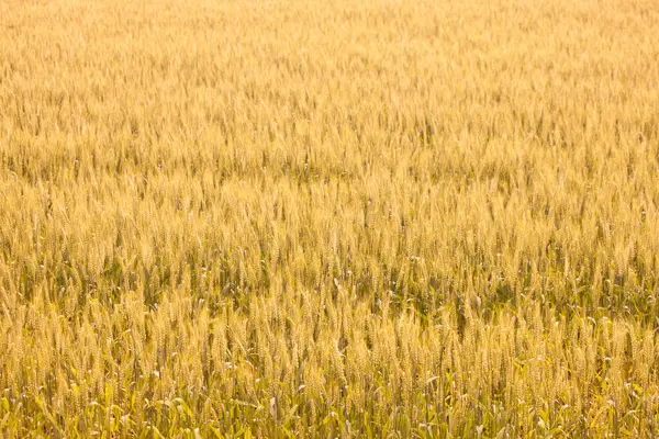 Пшеничное Поле Красивые Золотые Уши Поле Крупным Планом — стоковое фото