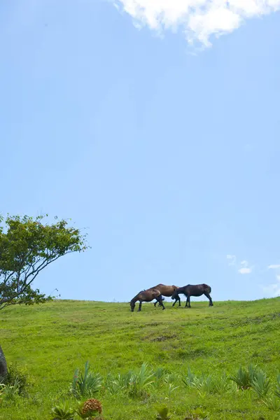 Стадо Лошадей Пасущихся Лугу — стоковое фото