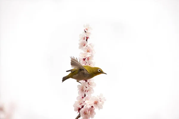 Güzel Pembe Çiçekler Sakura Bahçede Bir Kuş — Stok fotoğraf