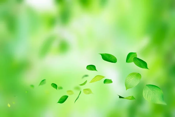 Abstraktní Pozadí Zelenými Listy — Stock fotografie