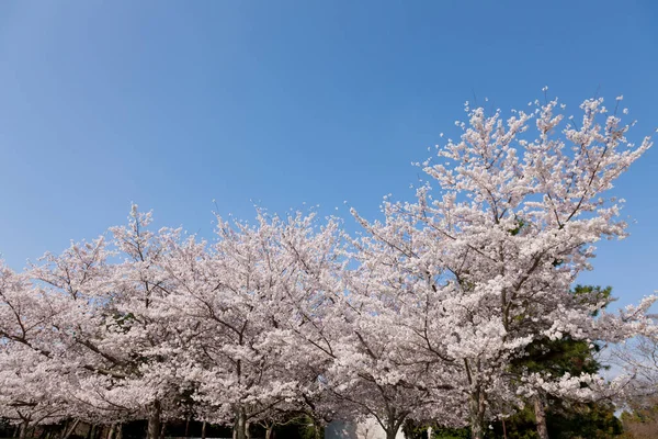 İlkbaharda parkta mavi gökyüzüne karşı güzel ağaçlar açar. 