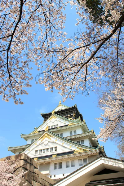 Belo Templo Flor Cereja Tokyo Japão — Fotografia de Stock