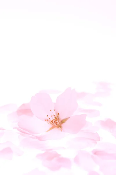 Розовый Цветок Лепестками Белом Фоне — стоковое фото