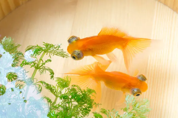Vista Perto Dois Peixes Ouro Aquário — Fotografia de Stock