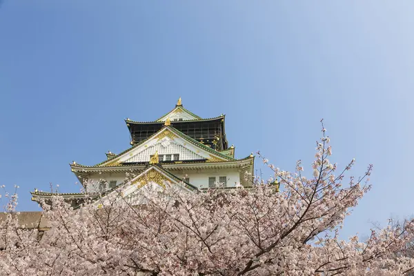 Schöne Zarte Kirschblüten Blühender Kirschbaum Floraler Hintergrund — Stockfoto