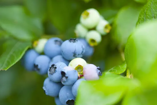 Bahçedeki yaban mersinlerini kapatın.