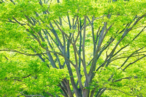 Beautiful Green Tree Leaves Background — Stock Photo, Image