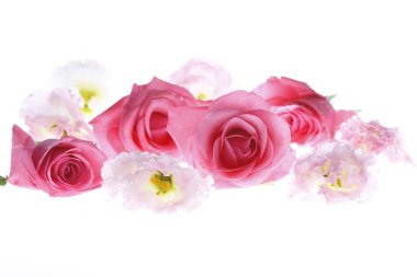 Beyaz arka planda güzel pembe çiçeklerin yakın plan görüntüsü      