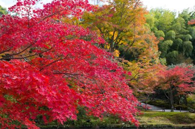 Parkta renkli akçaağaçlarıyla sonbahar manzarası, Japonya.