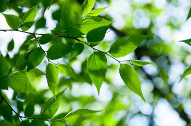 Ormanda yeşil yapraklar