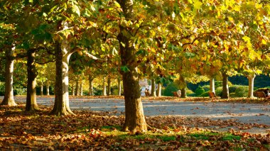 Ağaçlı bir park manzarası