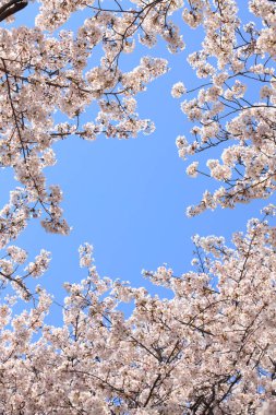 Mavi gökyüzü arka planında kiraz çiçekleri