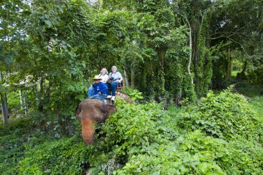 Ormandaki fil üzerinde turistler