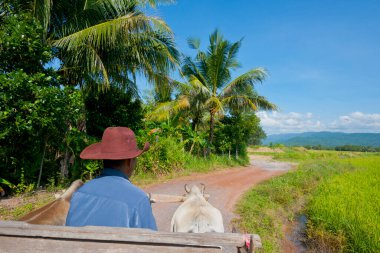Yeşil arazide at arabası süren bir adam.
