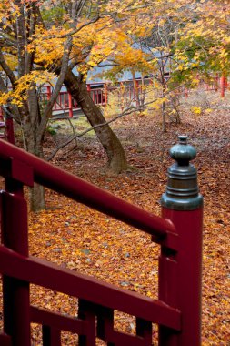 Japon bahçesinde güzel sonbahar yaprakları, sonbahar mevsimi