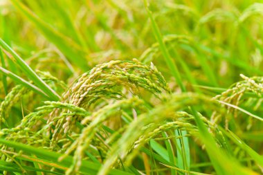 Sabah pirinç tarlası