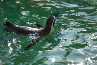 Hayvanat bahçesinde yüzen küçük sevimli penguen.