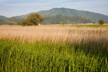 Bir buğday tarlası ve dağları olan güzel bir manzara.