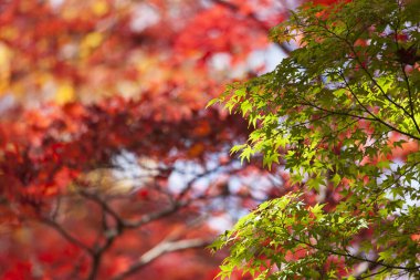 Güzel sonbahar yaprakları, sonbahar çiçekleri 