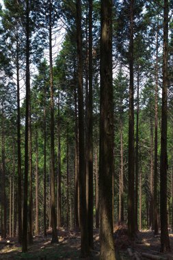 Ormanda yeşil ağaçları olan güzel bir manzara.             