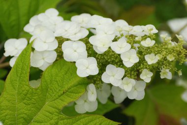 Güzel çiçekler, yakın görüş, doğa konsepti.
