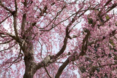 İlkbaharda parkta mavi gökyüzüne karşı güzel ağaçlar açar. 