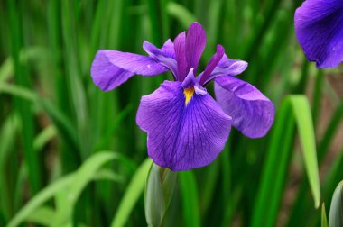 Güzel yaz çiçekleri, gündüz yakın çekim manzarası. 