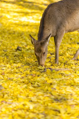 Ormanda otlayan geyik