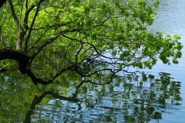 Ağaç dalları ve sudaki yansımaları olan göl.