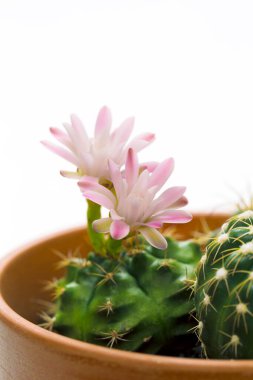 Kaktüs saksıda, çiçekli.