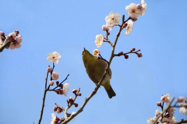 Çiçek açan kiraz ağacı dalındaki kuş.