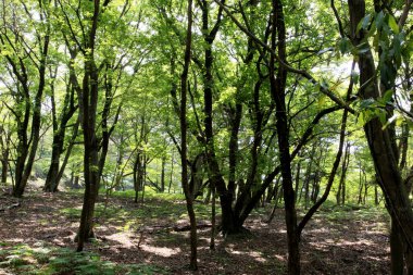 Ormanda yeşil ağaçları olan güzel bir manzara.             