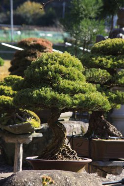 Saksıda bir bonsai ağacı.