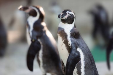Hayvanat bahçesinde oynayan sevimli penguenlerin yakın çekimi         