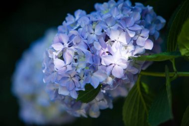 Güzel çiçeklerin güzel manzarasını kapat.