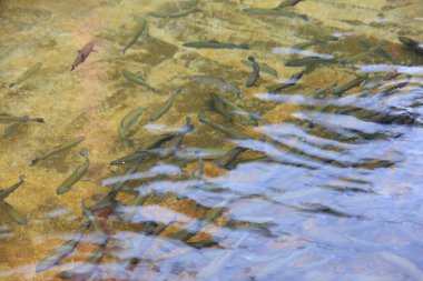 Nehirde yüzen bir grup balık.