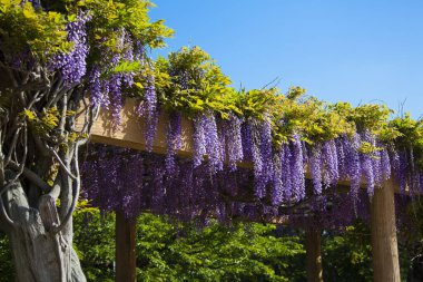 Japonya 'da doğa arka planında güzel salkımlar.