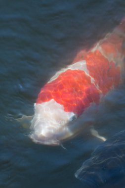 Sulu kırmızı balık.