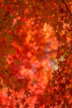 Sonbahar ağaçlarının kırmızı ve sarı renkleri